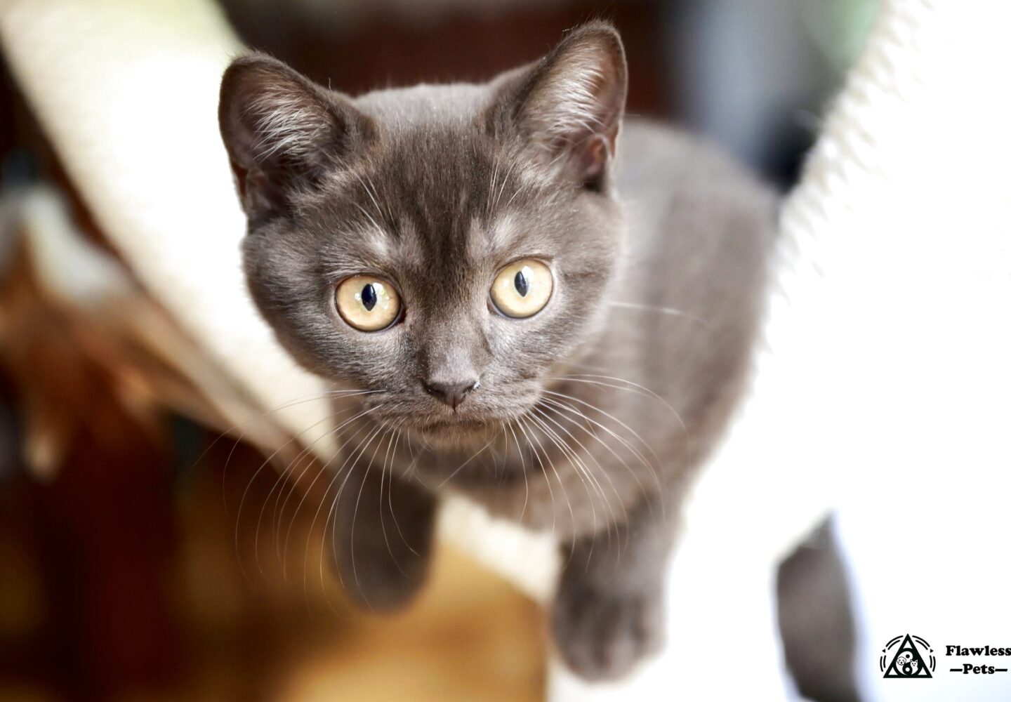 Elegant Gray Cat with Amber Eyes on Soft Surface.