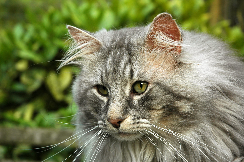 Agraciado gato Maine Coon gris en un exuberante entorno al aire libre, derrochando elegancia e inteligencia.