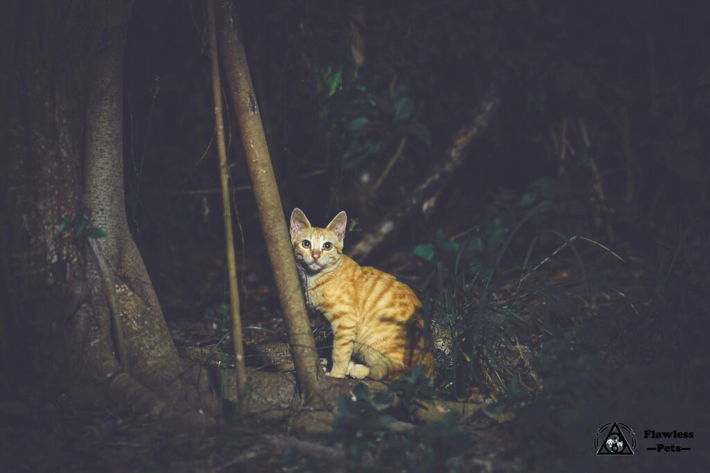 Норвежская лесная кошка