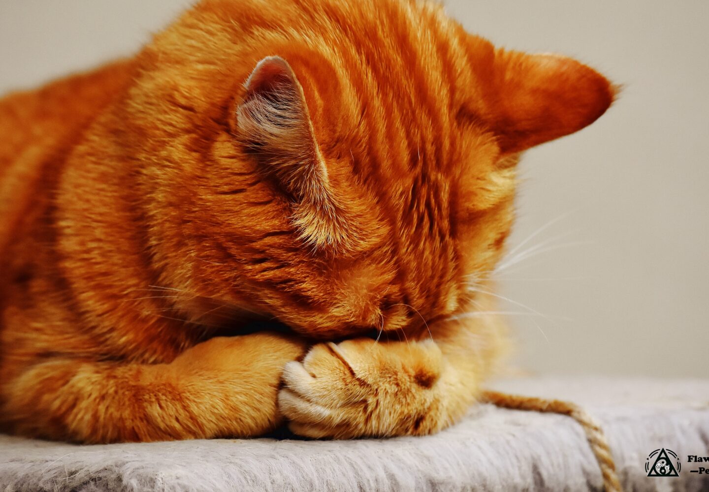 Rødbrun tabby-kat med krydsede poter på blød pude.