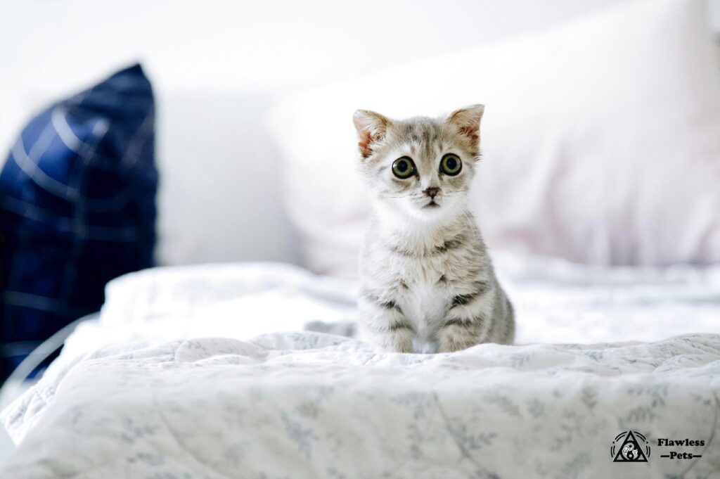 мебель для кошек