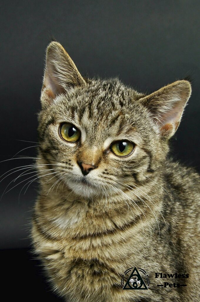 RagaMuffin cat