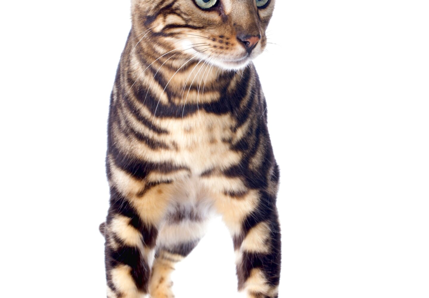 Fantastisk bengalsk kat, der viser sin elegante fysik og livlige pelsmønstre.