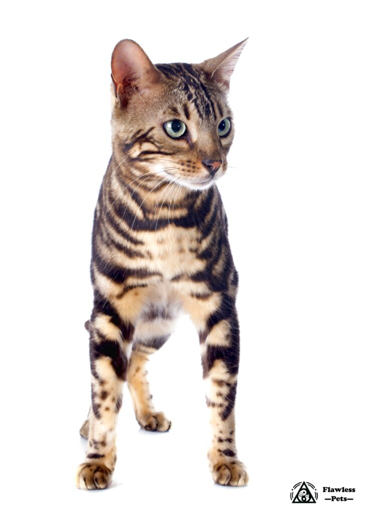 Stunning Bengal cat showcasing its elegant physique and vibrant coat patterns.