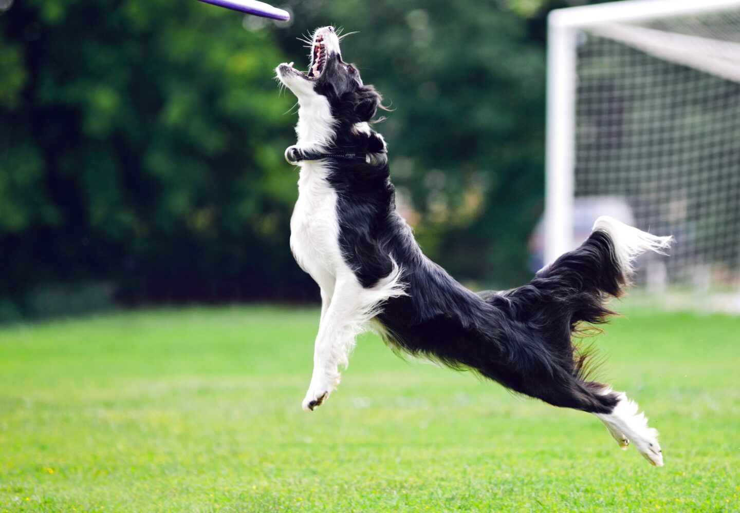 Border Collie hoppar efter en frisbee i en livlig park, som visar upp agility för husdjur.