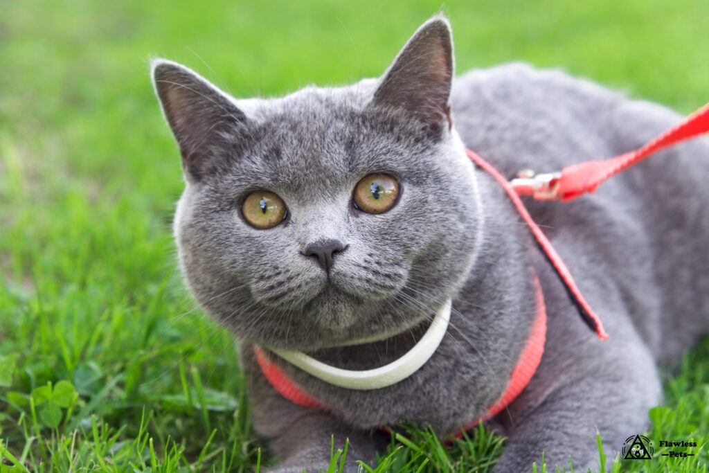 可爱的灰猫戴着猫套，在户外的绿草地上尽情放松。