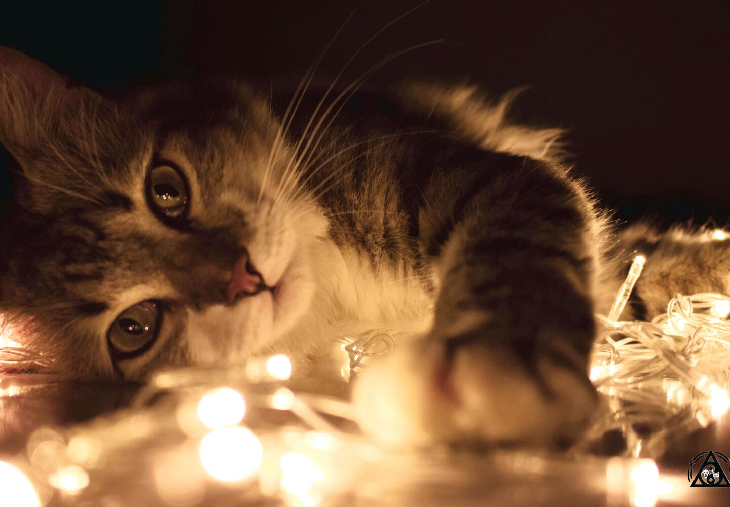 Legende kat omgivet af lyskæder, perfekt til juledekorationer til kæledyr.