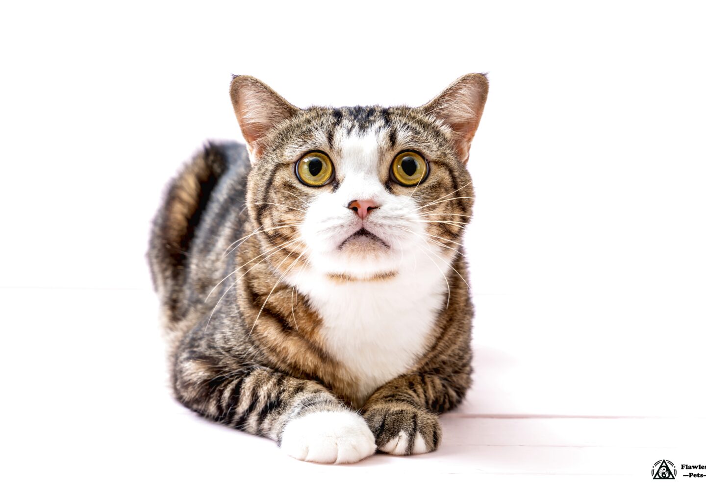 Charmerende tabby-kat, der slapper af, perfekt til dyreelskere og forsyninger.