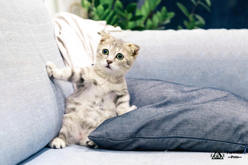 Кошка Афродита