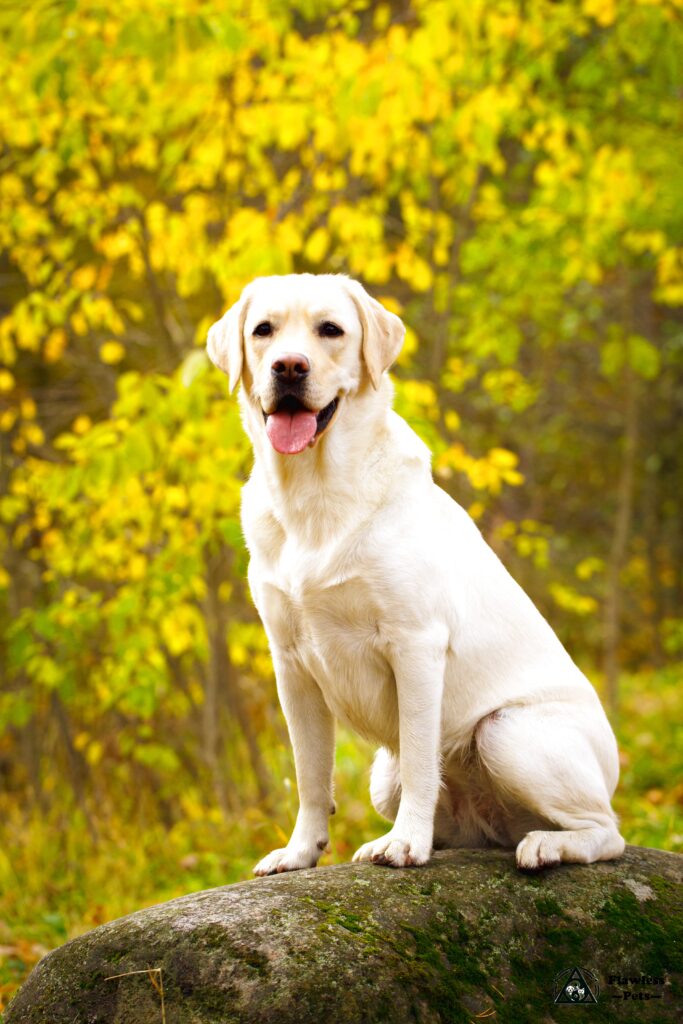 labrador jaune
