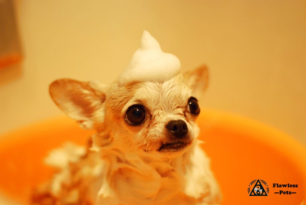 clean dog