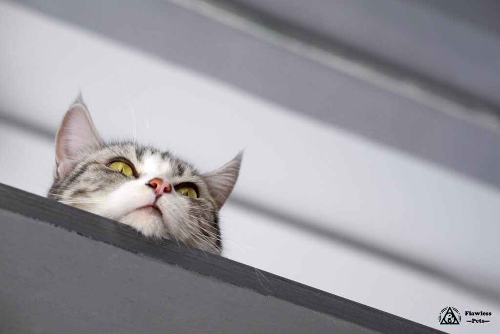 Nyfiken Tabby-katt som kikar över en avsats och visar upp sina slående gröna ögon och sin lekfulla anda.