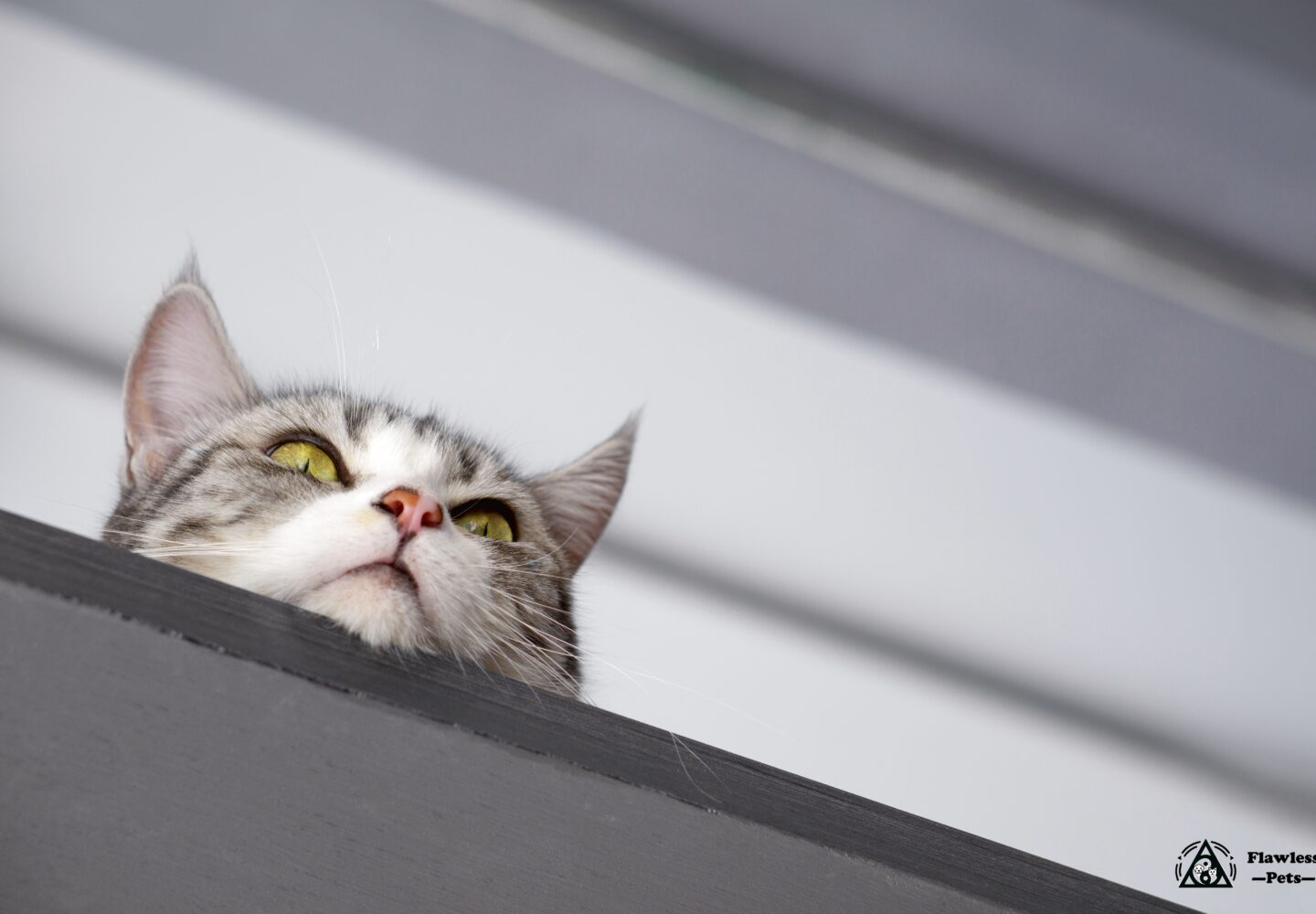 Nysgerrig tabby-kat, der kigger ud over en afsats og viser sine markante grønne øjne og sit legesyge sind.