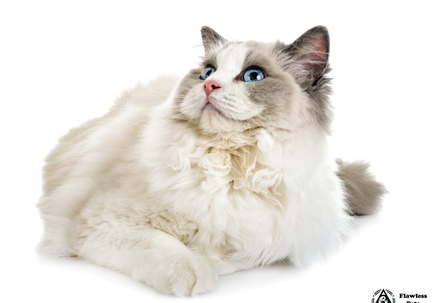 Fluffy hvid kat med blå øjne, perfekt til kæledyrselskere og katteentusiaster.