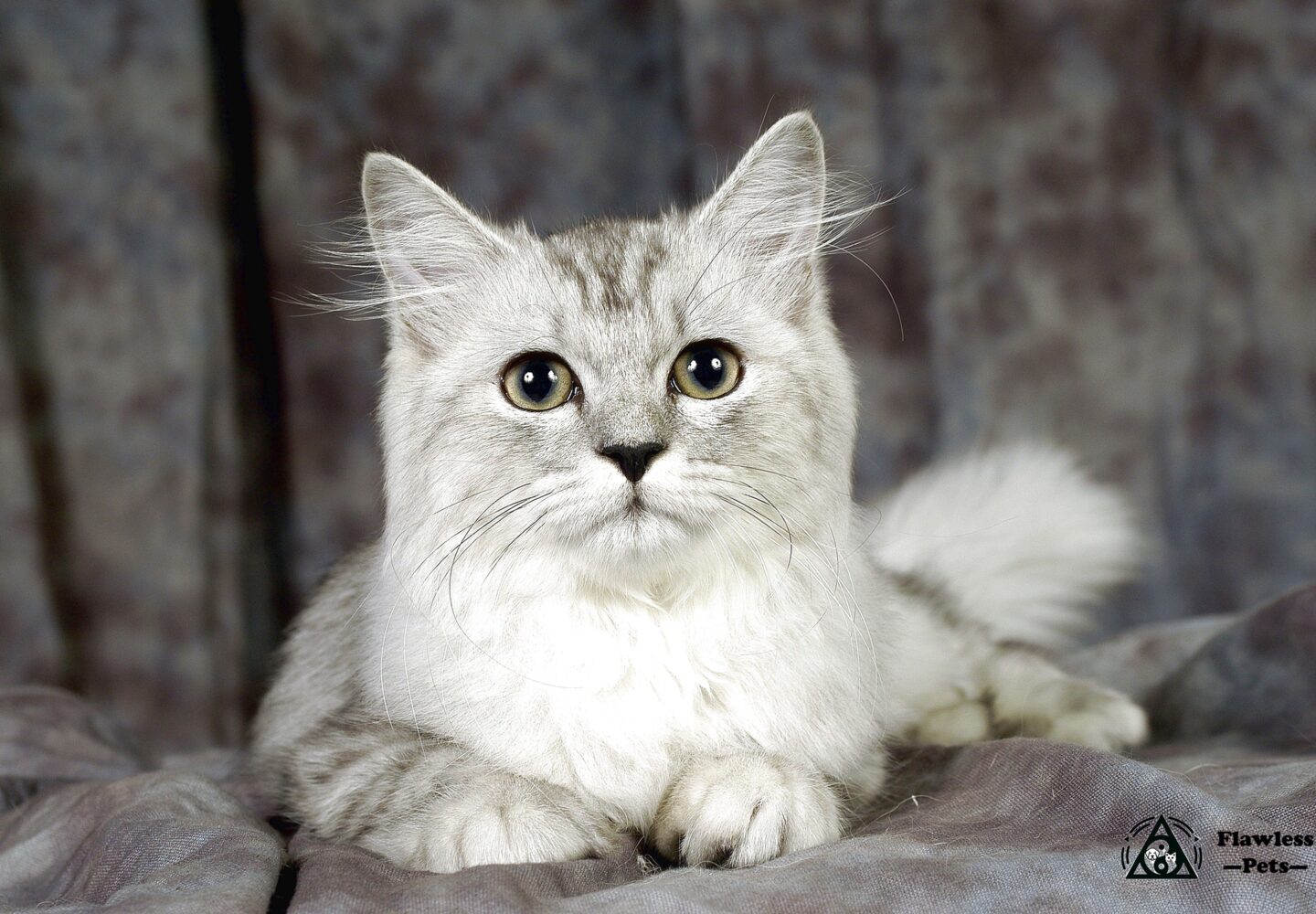 Liebenswerte Katze mit silbergrauem Fell, perfekt für Tierfreunde, die einen charmanten Katzengefährten suchen.