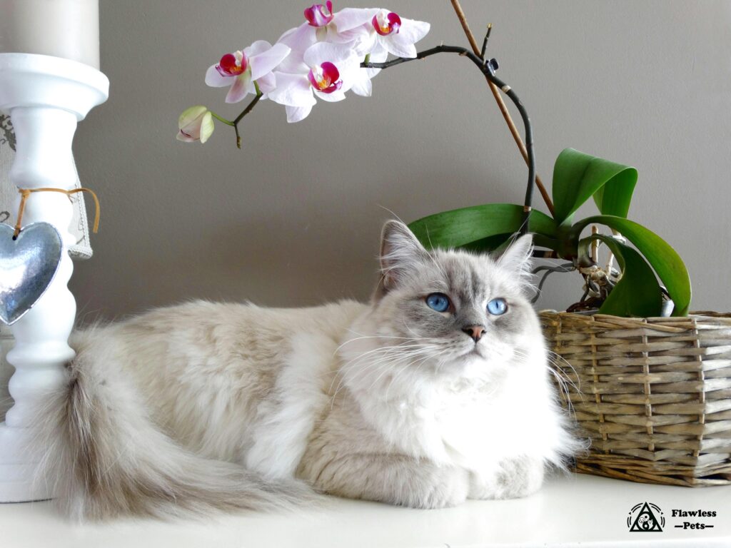 Восточная короткошерстная