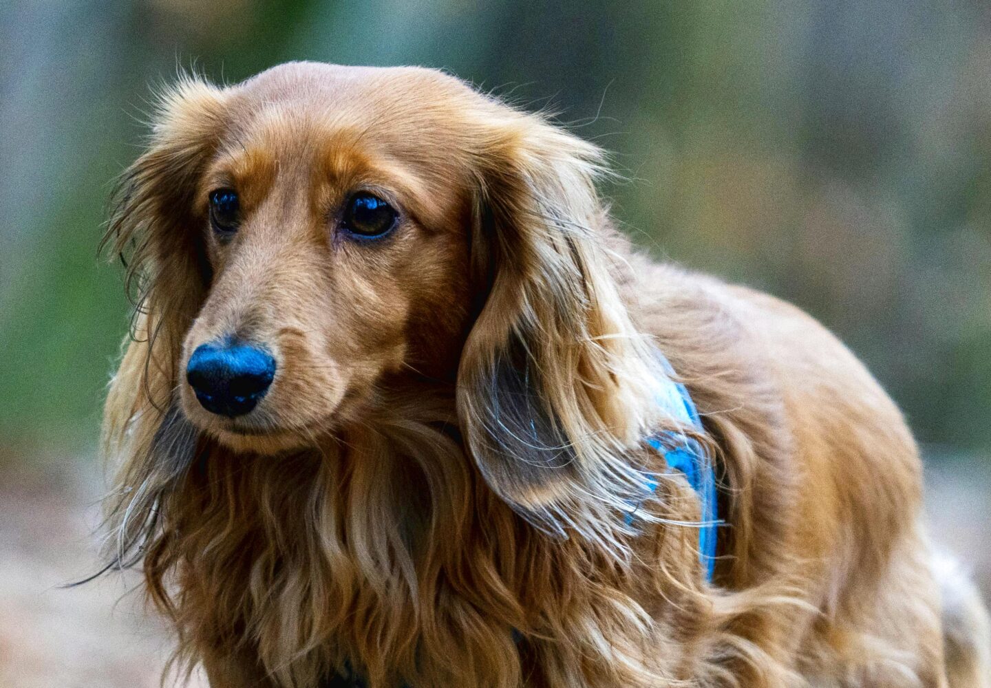 Gylden gravhund udforsker efterårsblade i rolige udendørs omgivelser.