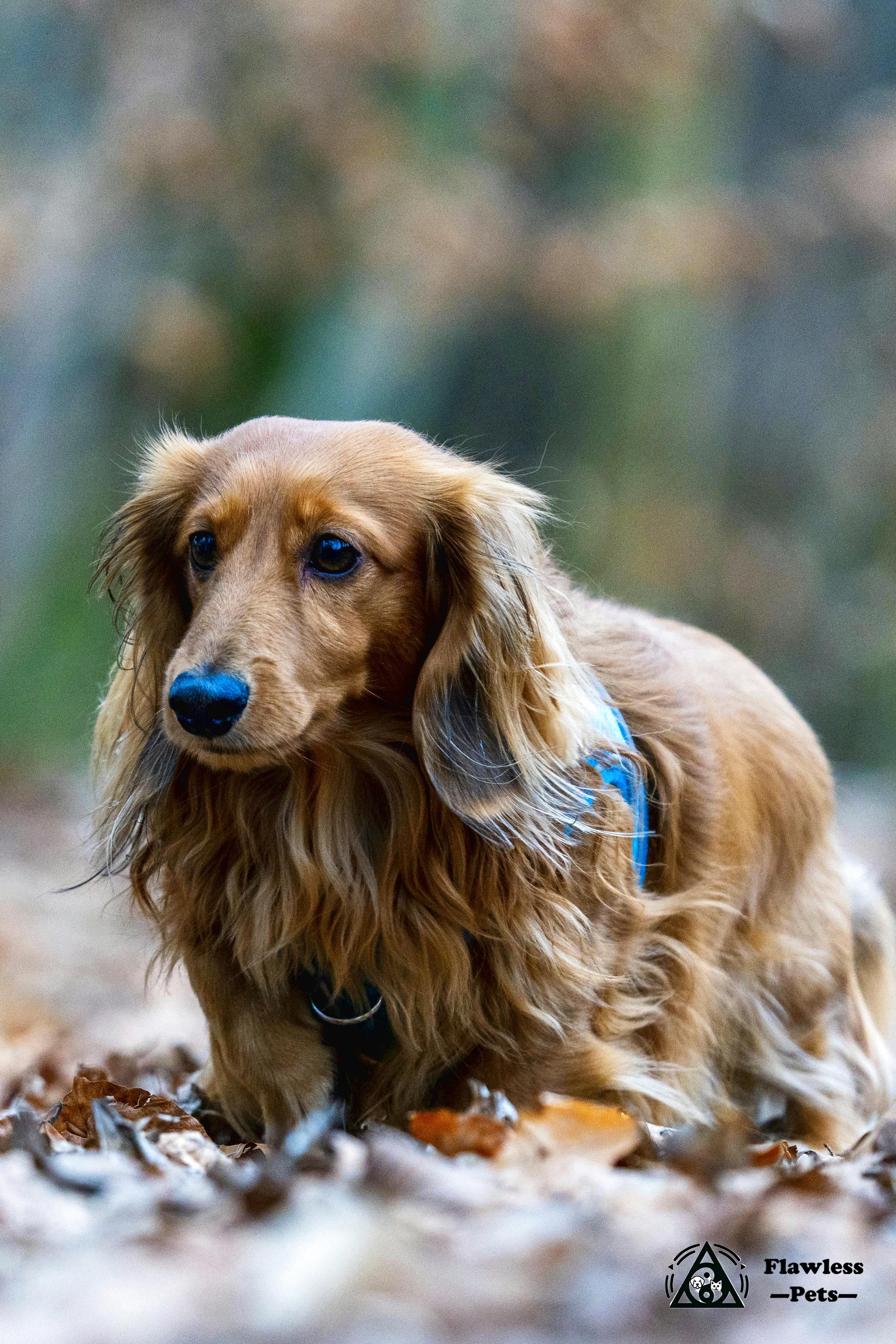 Golden Dachshund exploring autumn leaves in a serene outdoor setting.
