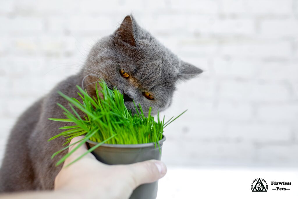 好奇心旺盛なグレーの猫が、黒い鉢の中の新鮮な草を観察している。ペットのお楽しみに最適です。