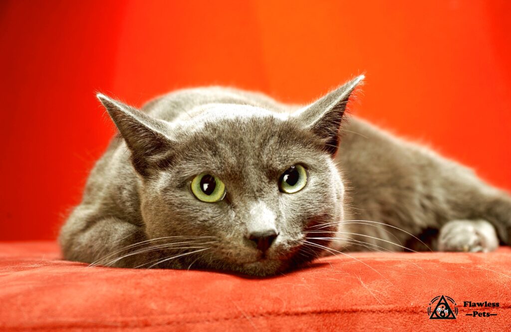 Silver cat