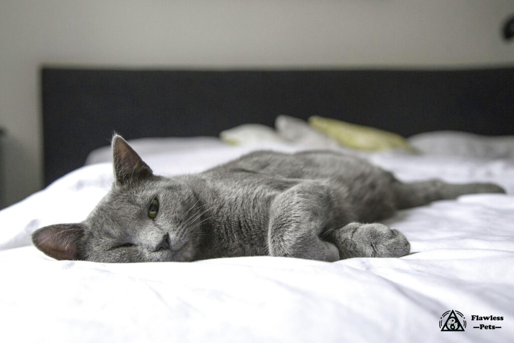 Короткошерстная кошка