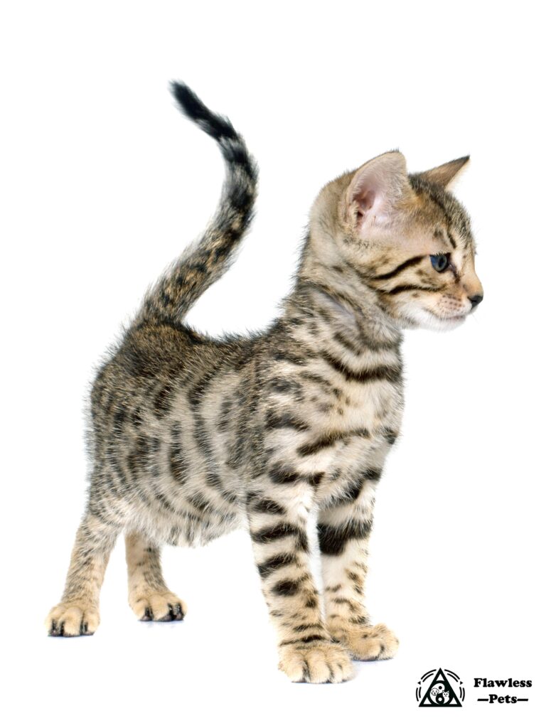 Ocicat Katze