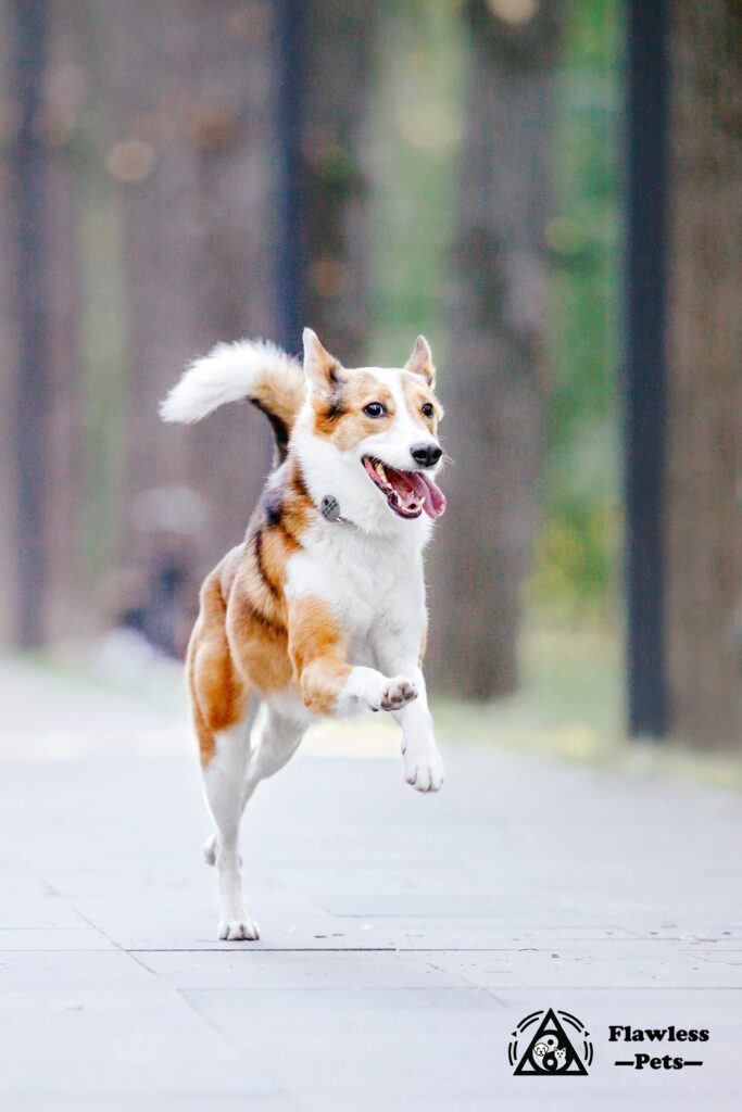 ロングコート犬