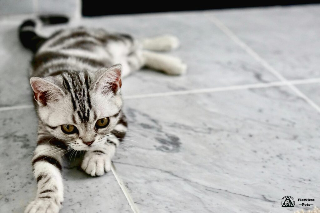 Cat Face